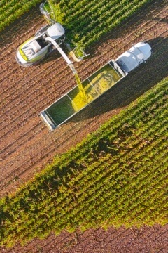 Farm tractors gathering crops